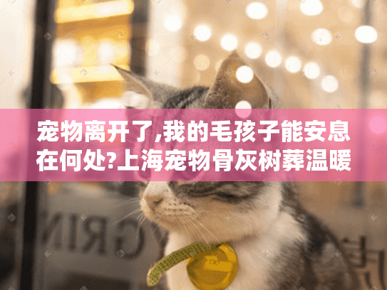 宠物离开了,我的毛孩子能安息在何处?上海宠物骨灰树葬温暖解忧