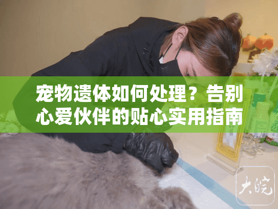 宠物遗体如何处理？告别心爱伙伴的贴心实用指南