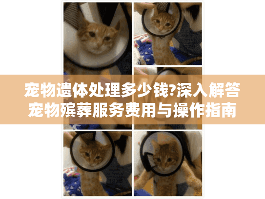 宠物遗体处理多少钱?深入解答宠物殡葬服务费用与操作指南
