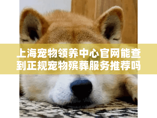 上海宠物领养中心官网能查到正规宠物殡葬服务推荐吗?