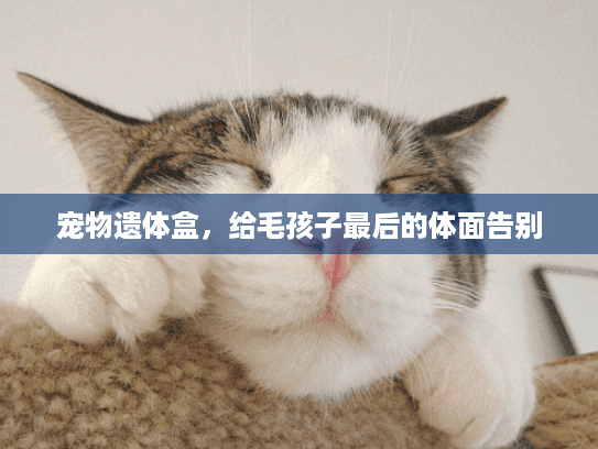 宠物遗体盒，给毛孩子最后的体面告别