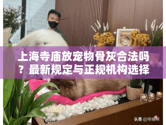 上海寺庙放宠物骨灰合法吗？最新规定与正规机构选择指南
