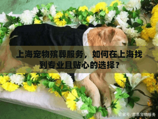 上海宠物殡葬服务，如何在上海找到专业且贴心的选择？
