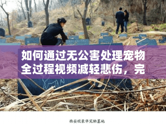 如何通过无公害处理宠物全过程视频减轻悲伤，完整环保指南