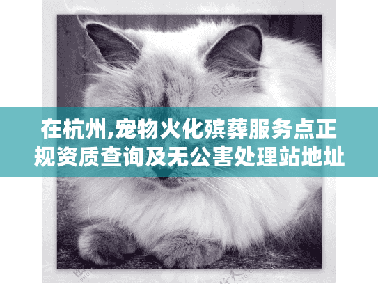 在杭州,宠物火化殡葬服务点正规资质查询及无公害处理站地址清单
