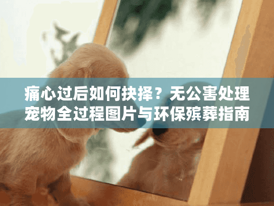 痛心过后如何抉择？无公害处理宠物全过程图片与环保殡葬指南
