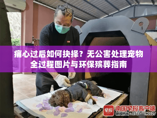 痛心过后如何抉择？无公害处理宠物全过程图片与环保殡葬指南