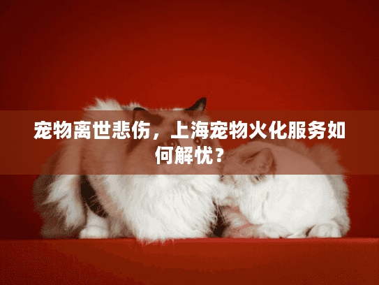 宠物离世悲伤，上海宠物火化服务如何解忧？
