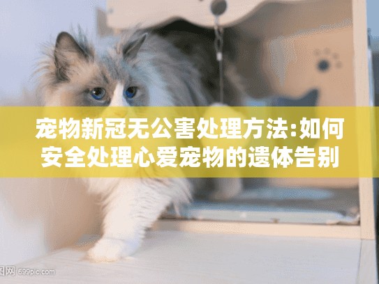 宠物新冠无公害处理方法:如何安全处理心爱宠物的遗体告别难题?