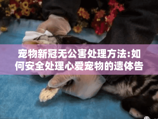 宠物新冠无公害处理方法:如何安全处理心爱宠物的遗体告别难题?