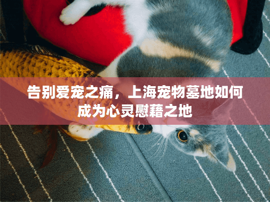 告别爱宠之痛，上海宠物墓地如何成为心灵慰藉之地