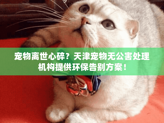 宠物离世心碎？天津宠物无公害处理机构提供环保告别方案！