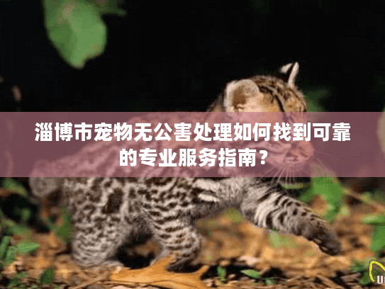 淄博市宠物无公害处理如何找到可靠的专业服务指南？