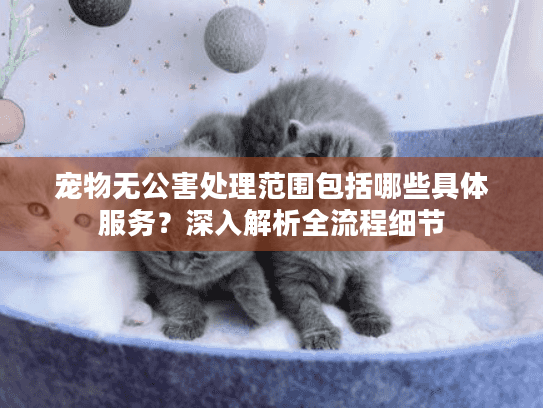宠物无公害处理范围包括哪些具体服务？深入解析全流程细节