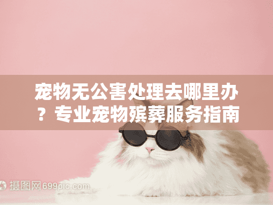 宠物无公害处理去哪里办？专业宠物殡葬服务指南