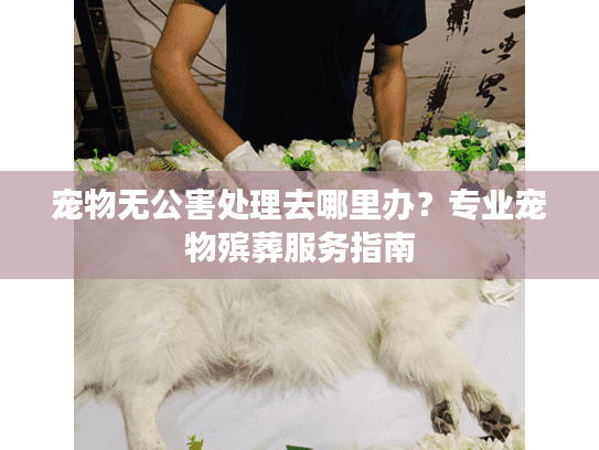宠物无公害处理去哪里办？专业宠物殡葬服务指南