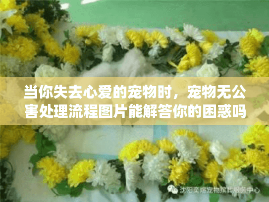 当你失去心爱的宠物时，宠物无公害处理流程图片能解答你的困惑吗？