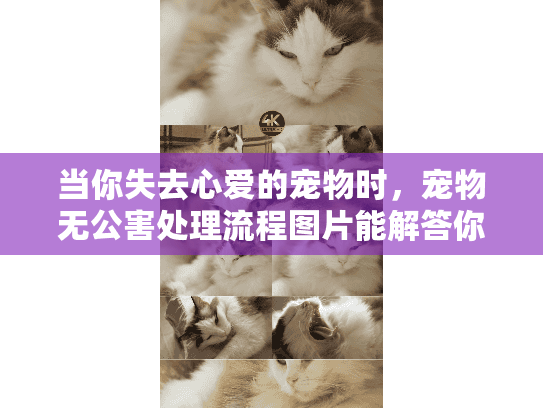 当你失去心爱的宠物时，宠物无公害处理流程图片能解答你的困惑吗？