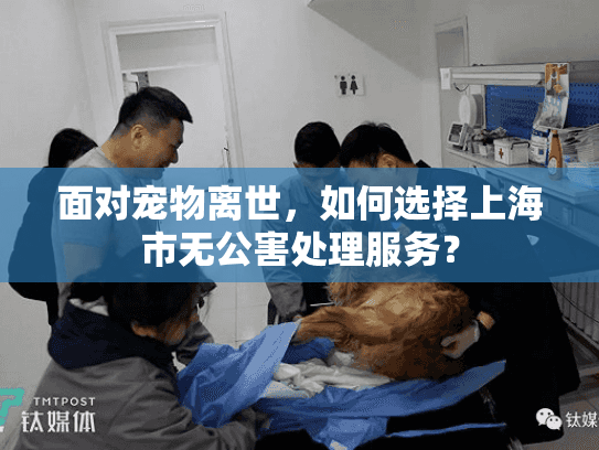 面对宠物离世，如何选择上海市无公害处理服务？