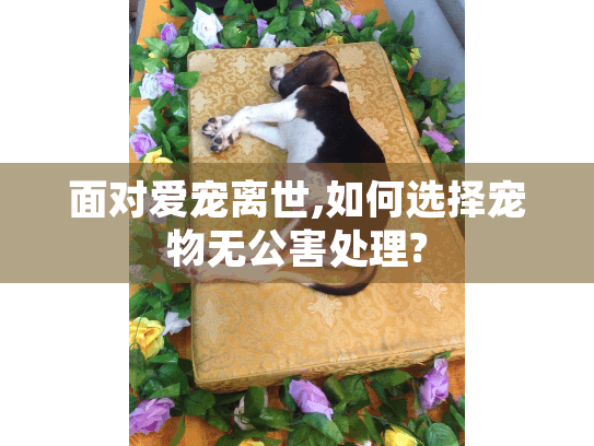 面对爱宠离世,如何选择宠物无公害处理?