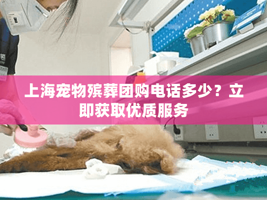 上海宠物殡葬团购电话多少？立即获取优质服务