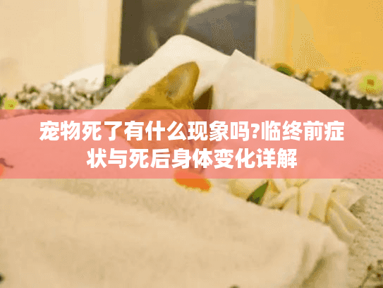宠物死了有什么现象吗?临终前症状与死后身体变化详解