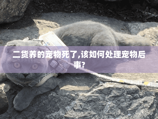 二货养的宠物死了,该如何处理宠物后事?