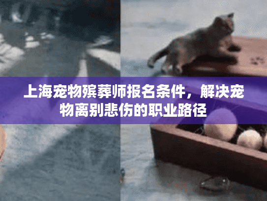 上海宠物殡葬师报名条件，解决宠物离别悲伤的职业路径
