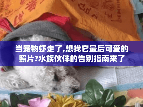 当宠物虾走了,想找它最后可爱的照片?水族伙伴的告别指南来了