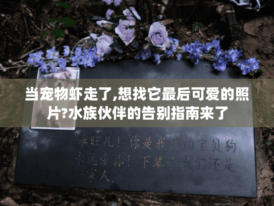 当宠物虾走了,想找它最后可爱的照片?水族伙伴的告别指南来了