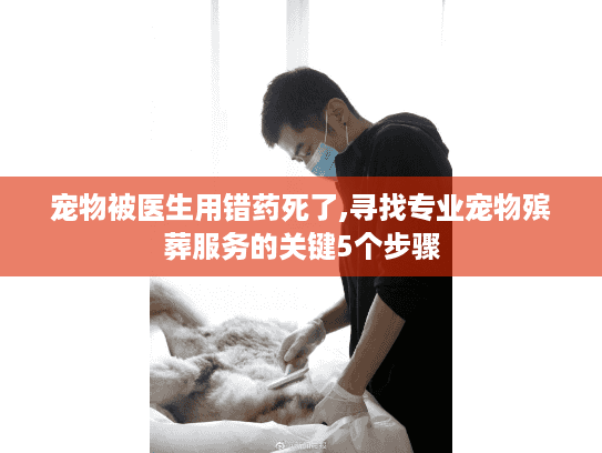 宠物被医生用错药死了,寻找专业宠物殡葬服务的关键5个步骤