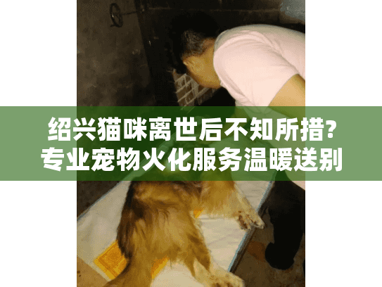 绍兴猫咪离世后不知所措?专业宠物火化服务温暖送别指南