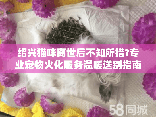 绍兴猫咪离世后不知所措?专业宠物火化服务温暖送别指南