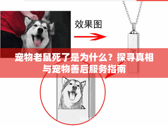 宠物老鼠死了是为什么？探寻真相与宠物善后服务指南