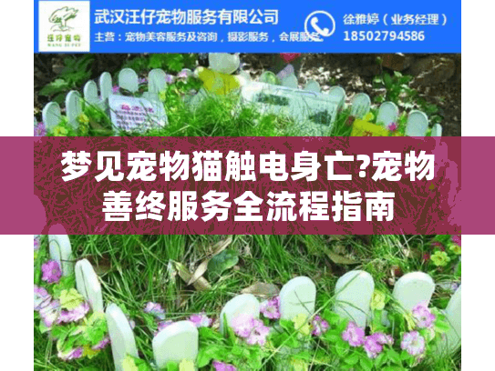 梦见宠物猫触电身亡?宠物善终服务全流程指南