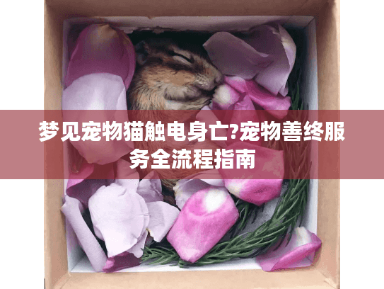 梦见宠物猫触电身亡?宠物善终服务全流程指南