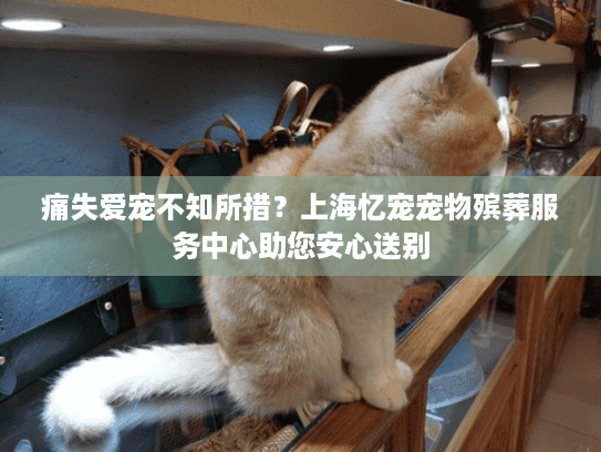 痛失爱宠不知所措？上海忆宠宠物殡葬服务中心助您安心送别