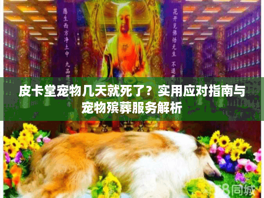皮卡堂宠物几天就死了？实用应对指南与宠物殡葬服务解析
