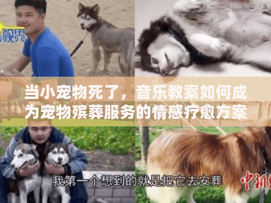 当小宠物死了，音乐教案如何成为宠物殡葬服务的情感疗愈方案