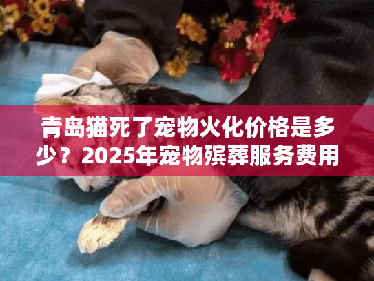 青岛猫死了宠物火化价格是多少？2025年宠物殡葬服务费用全解析
