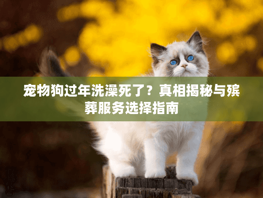 宠物狗过年洗澡死了？真相揭秘与殡葬服务选择指南