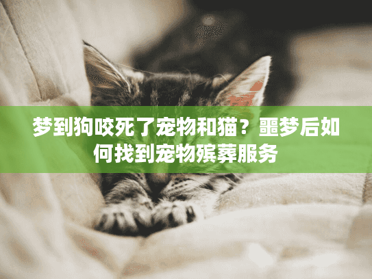 梦到狗咬死了宠物和猫？噩梦后如何找到宠物殡葬服务