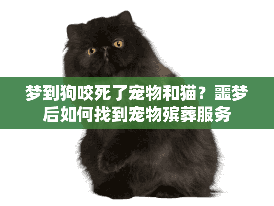 梦到狗咬死了宠物和猫？噩梦后如何找到宠物殡葬服务
