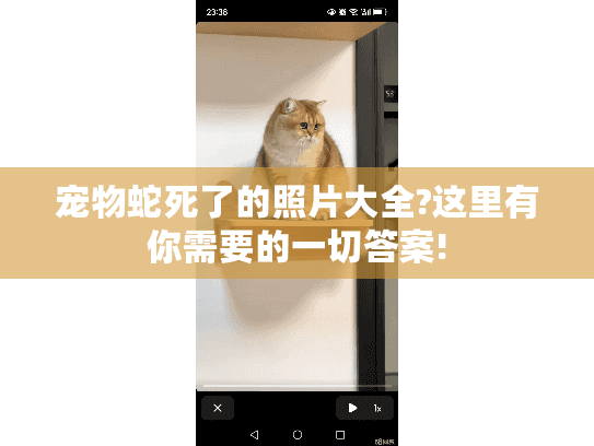 宠物蛇死了的照片大全?这里有你需要的一切答案!