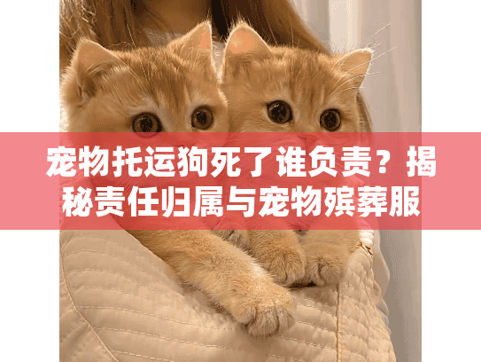 宠物托运狗死了谁负责？揭秘责任归属与宠物殡葬服务指南