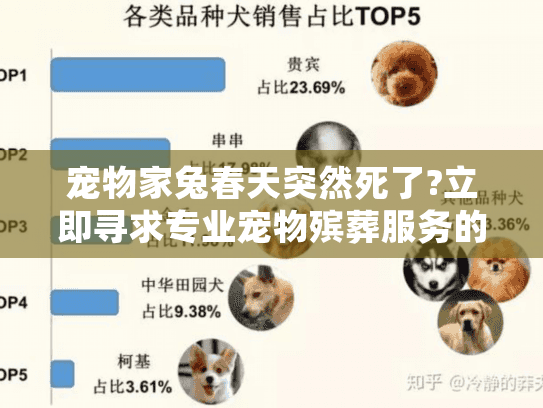 宠物家兔春天突然死了?立即寻求专业宠物殡葬服务的完整指南