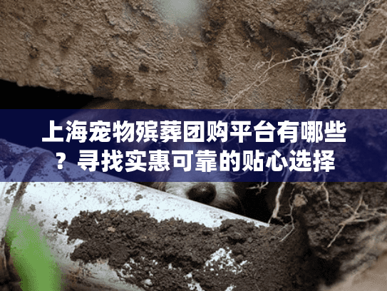 上海宠物殡葬团购平台有哪些？寻找实惠可靠的贴心选择