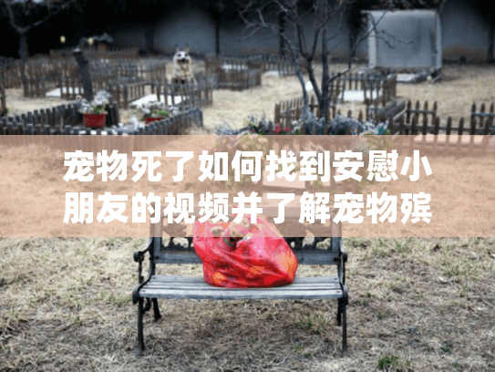 宠物死了如何找到安慰小朋友的视频并了解宠物殡葬服务？