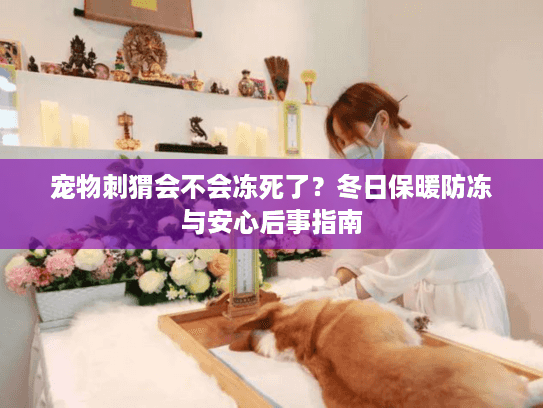 宠物刺猬会不会冻死了？冬日保暖防冻与安心后事指南