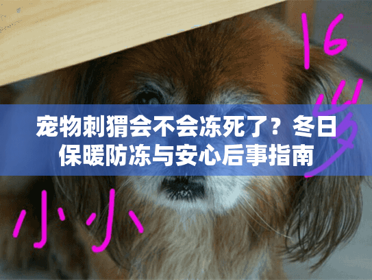 宠物刺猬会不会冻死了？冬日保暖防冻与安心后事指南